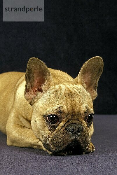 Französische Bulldogge  Porträt eines traurigen Hundes