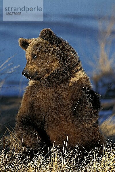 Grizzlybär (ursus arctos horribilis)  ERWACHSENER SITZEND  ALASKA