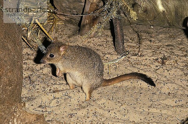 Bürstenschwanz-Bettong (bettongia penicillata)  Erwachsener auf Sand