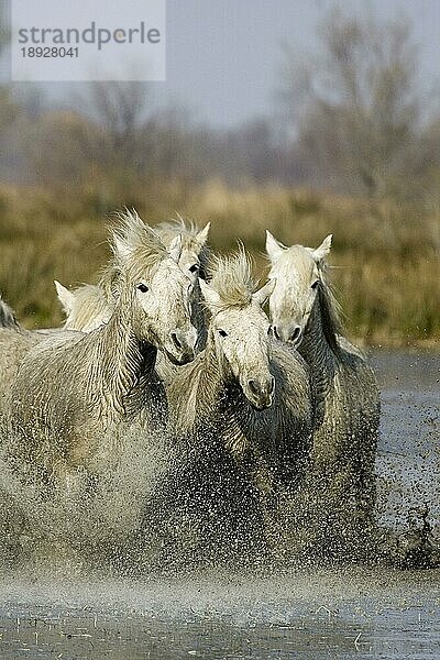 Camargue-Pferd  Herde im Sumpf  Saintes Marie de la Mer in der Camargue  im Süden von Frankreich