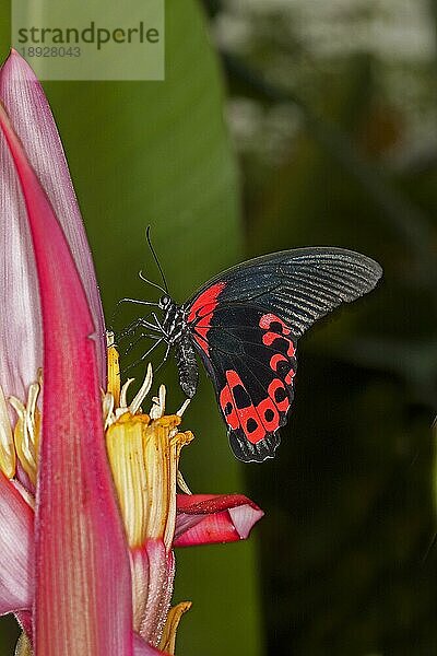 Scharlachroter Mormonenfalter  papilio rumanzovia  Erwachsene Sammlung auf Blüte