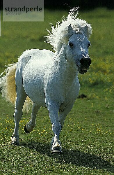 SHETLANDPONY  ERWACHSEN TRABEND DURCH WIESE