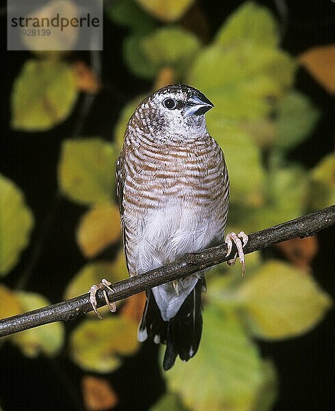 KIRSCHFINCH ODER PLUMKOPFINCH aidemosyne modesta  ERWACHSENE AUF BRANCHEN