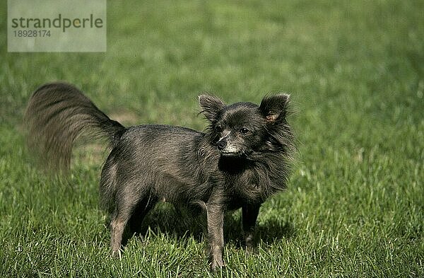 Chihuahua Hund  Erwachsener stehend auf Gras