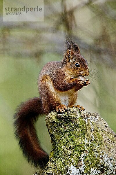 Europäisches Eichhörnchen (sciurus vulgaris)  ERWACHSENER FÄSST HAZELNUSS  NORMANDY