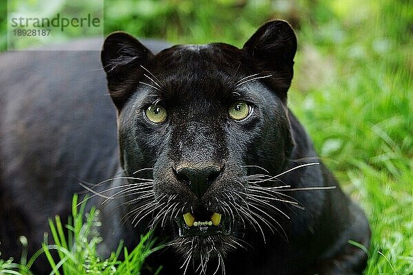 Schwarzer Panther (panthera pardus)  Portrait eines Erwachsenen