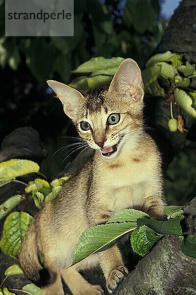 Abessinier Hauskatze  Erwachsener stehend auf Ast