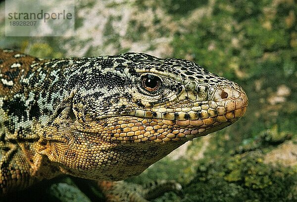 Chilenischer Teju  callopistes palluma  Portrait eines Erwachsenen