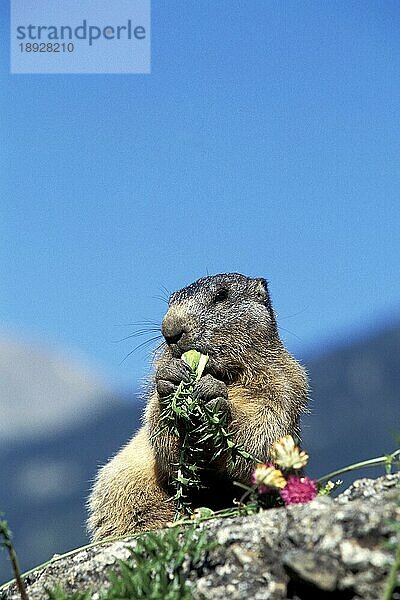 Alpenmurmeltier (marmota marmota)  Erwachsene fressen auf Felsen  Französische Alpen