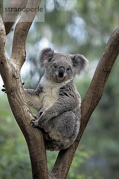 KOALA (phascolarctos cinereus)  ERWACHSENER AUF BRANCHE  AUSTRALIEN