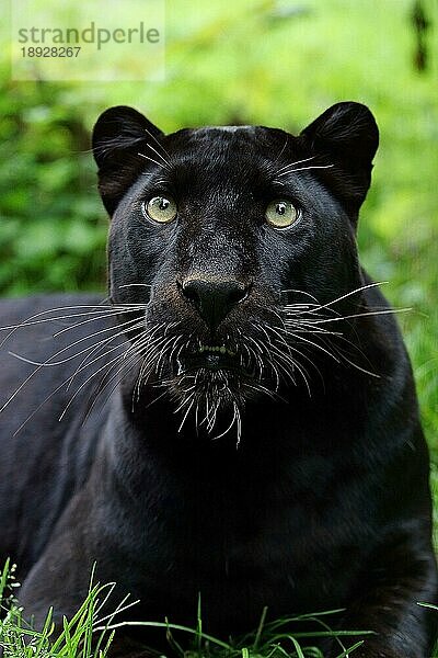 Schwarzer Panther (panthera pardus)  Portrait eines Erwachsenen