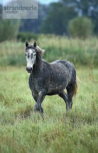 LIPIZZANER  ERWACHSEN  STEHEND AUF GRAS