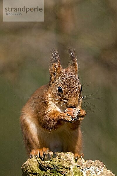 Europäisches Eichhörnchen (sciurus vulgaris)  ERWACHSENER FÄSST HAZELNUSS  NORMAL IN Frankreich