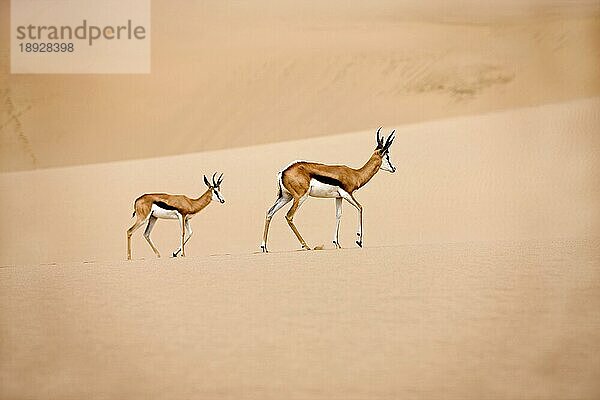 Springbock (antidorcas marsupialis)  Erwachsene gehen auf Sand  Namib-Wüste in Namibia