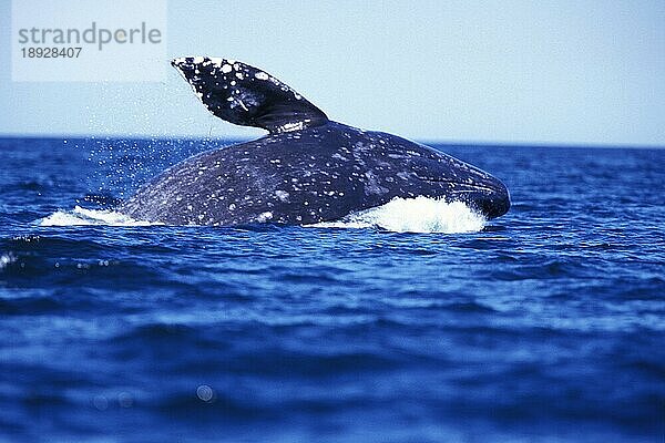 GRÜNDWAL ODER Grauwal (eschrichtius robustus)  ERWACHSENER  BAJA CALIFORNIA IN MEXIKO