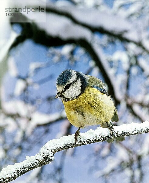 Blaumeise (parus caeruleus)  Erwachsener auf Ast  mit Schnee