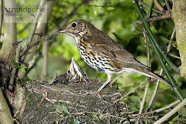 Singdrossel (turdus philomelos)  Erwachsener füttert Küken im Nest  Normandie