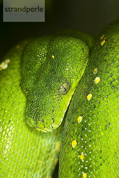 Grüner Baumpython (morelia viridis)  KOPF EINES ERWACHSENEN