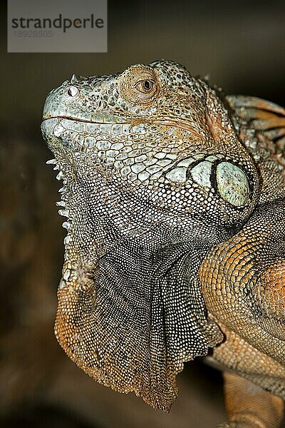 GREEN (IGUANA iguana) iguana  KOPFANSCHAUUNG EINES ERWACHSENEN