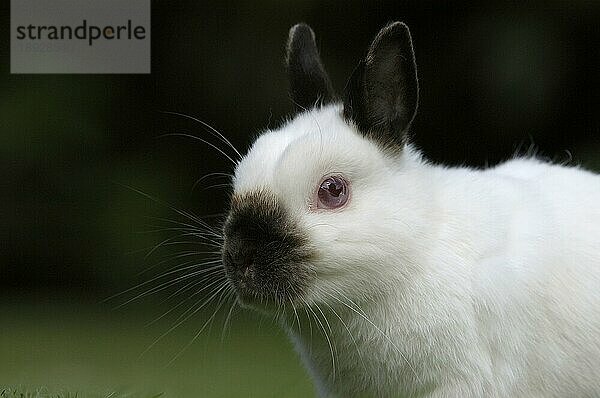 Dwarf Rabbit  Himalayan  Zwergkaninchen  Farbenzwerg Russenfarbig  Kaninchen  Hauskaninchen  außen  outdoor