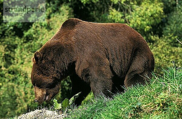 Braunbär (ursus arctos)  erwachsen