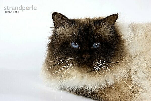 Chocolate Birmanese Hauskatze gegen weißen Hintergrund