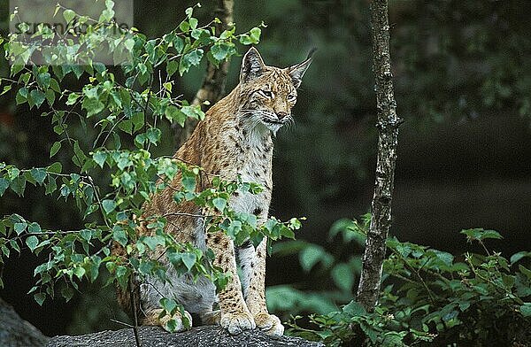 EUROPÄISCHER LYNCH (felis lynx)  ERWACHSENER AUF FELSEN