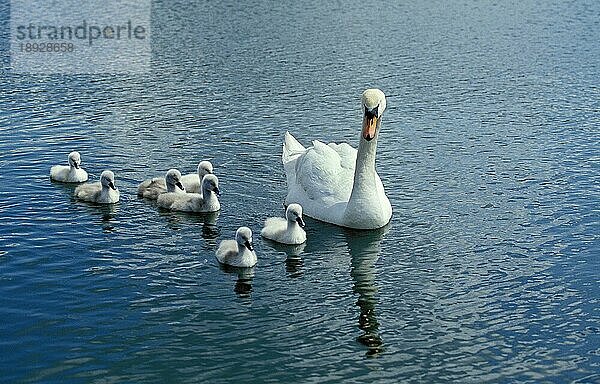 Höckerschwan (cygnus olor)  Erwachsener mit Küken auf Wasser