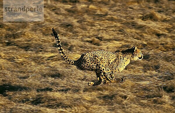 Gepard (acinonyx jubatus)  ERWACHSENER LAUFEND  KENIA