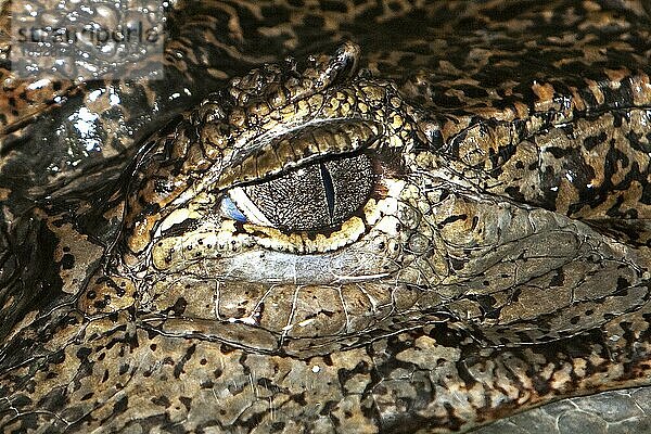 Krokodilkaiman (caiman crocodilus)  AUGENAUFNAHME EINES ERWACHSENEN