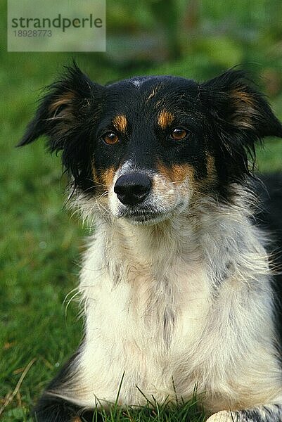 Porträt eines Border Collie-Hundes