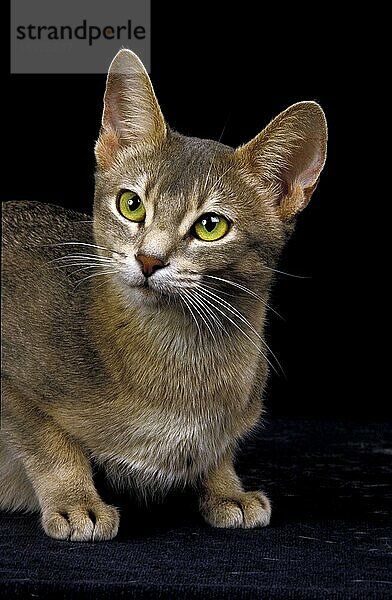 BLAUE ABESSINIER-HAUSKATZE  PORTRÄT EINES ERWACHSENEN VOR SCHWARZEM HINTERGRUND