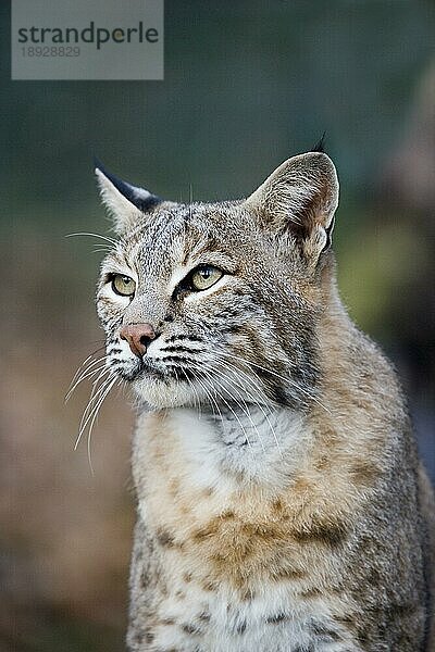 Europäischer Rotluchs (felis lynx)  Porträt eines Erwachsenen