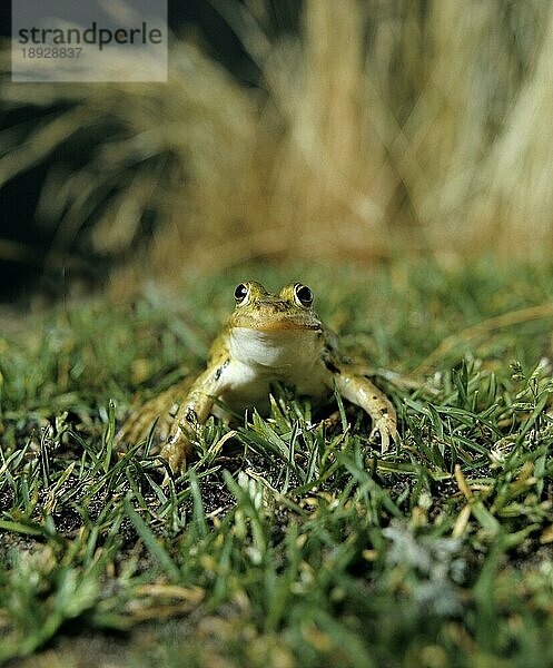 Teichfrosch (rana esculenta) oder Grüner Frosch  erwachsen