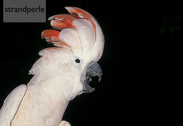 Lachhaubenkakadu oder Molukkenkakadu (cacatua moluccensis)  Kopf eines Erwachsenen  der ruft