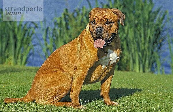 Bordeaux Dogge Hund  Erwachsener sitzt in der Nähe von See