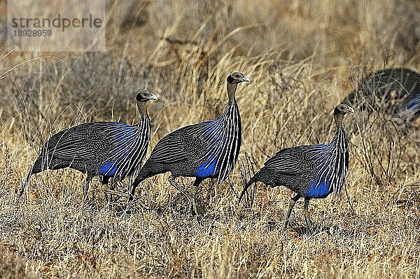 Geierperlhuhn (acryllium vulturinum)  Erwachsene im Masai Mara Park  Kenia  Afrika