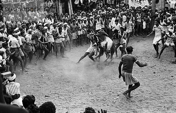 Schwarz-Weiß-Foto  Jallikattu oder Stierzähmung während des Pongal-Festes in Alanganallur bei Madurai  Tamil Nadu  Indien  Asien