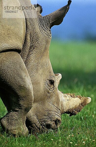 Breitmaulnashorn (ceratotherium simum)  Portrait eines Erwachsenen  Südafrika