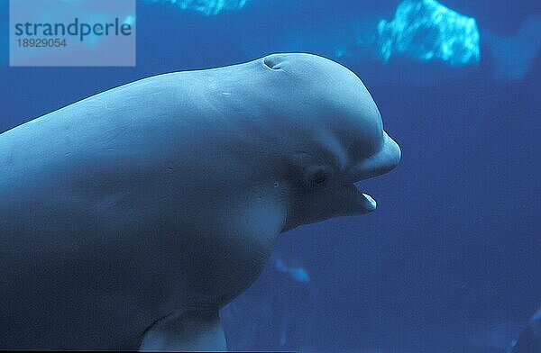 Beluga-Wal (delphinapterus leucas) oder Weißwal  Erwachsener  Unterwasseransicht