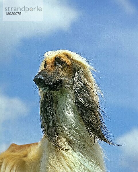 Afghanischer Windhund  Portrait eines Erwachsenen gegen blauen Himmel