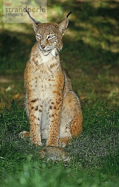 EUROPÄISCHER LYNCH (felis lynx)  ERWACHSENER MIT EUROPÄISCHEM KANINCHENKILL