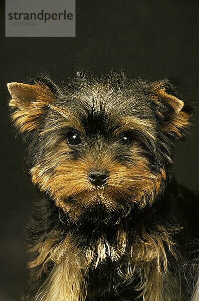 Yorkshire Terrier  Portrait eines Welpen