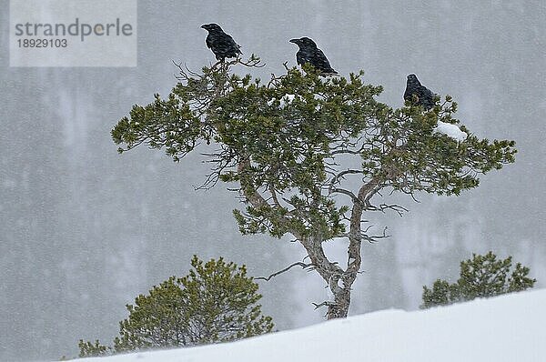 Kolkraben (Corvus corax) im Winter  Norwegen  Europa