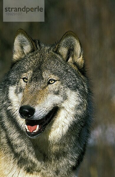 Nordamerikanischer Grauwolf (canis lupus occidentalis)  Portrait eines Erwachsenen