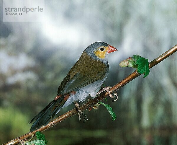 Orangebäckchen (estrilda melpoda)  Erwachsener auf Ast