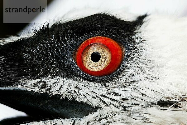 Bartgeier (gypaetus barbatus)  Porträt eines Erwachsenen  Nahaufnahme des Auges