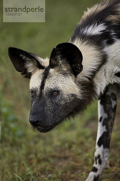 Afrikanischer Wildhund (lycaon pictus)  Porträt eines Erwachsenen  Namibia  Afrika