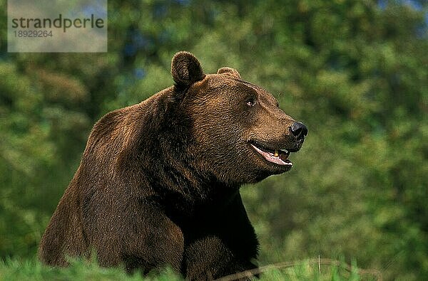 BRAUNBÄR (ursus arctos)  ERWACHSENER