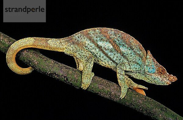 PARSON'S CHAMELEON chamaeleo parsonii  Erwachsener vor schwarzem Hintergrund